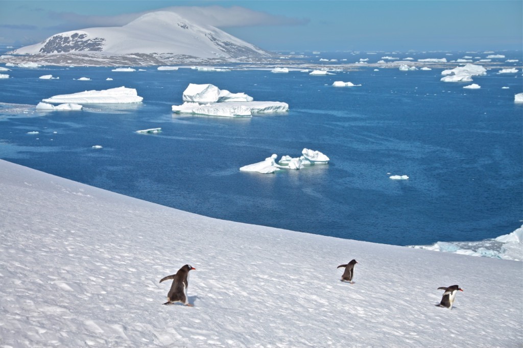 Icebergs, Kayaks & Penguins in Antarctica